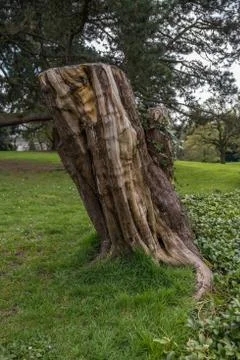 STree stump with colourful bark. Stock Photos