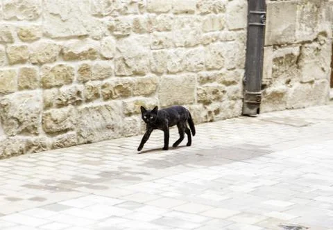 Street abandoned cat walking through town, animals and wild nature Stock Photos