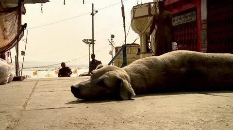 Street Activity Dog Resting Stock Footage 10590633