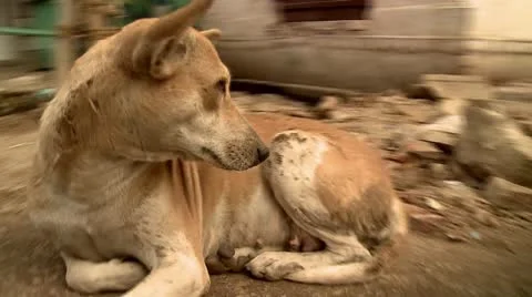 Street Activity Dog Startled Video stock 10590222