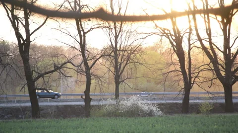 Street behind Trees Stock Footage 49290945