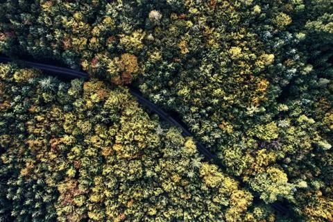 Street between autumn forest aerial drone view from above, dji Stock Photos