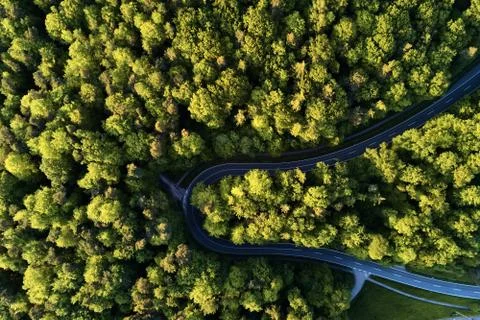 Street between large trees from top with drone aerial view, landscape Stock Photos