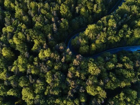 Street between large trees from top with drone aerial view, landscape Stock Photos
