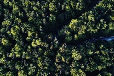 Street between large trees from top with drone aerial view, landscape Stock Photos