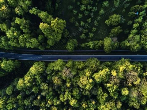 Street between large trees from top with drone aerial view, landscape Stock Photos