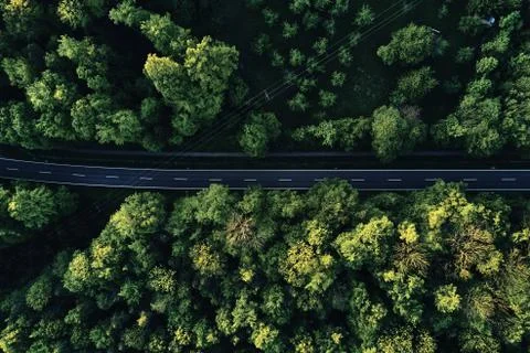 Street between large trees from top with drone aerial view, landscape Stock Photos