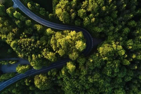 Street between large trees from top with drone aerial view, landscape Stock Photos