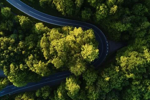 Street between large trees from top with drone aerial view, landscape Stock Photos