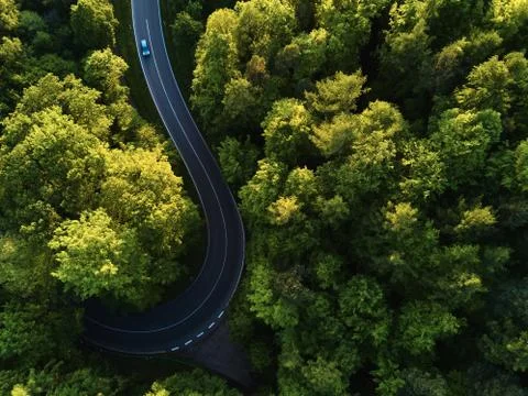 Street between large trees from top with drone aerial view, landscape Stock Photos