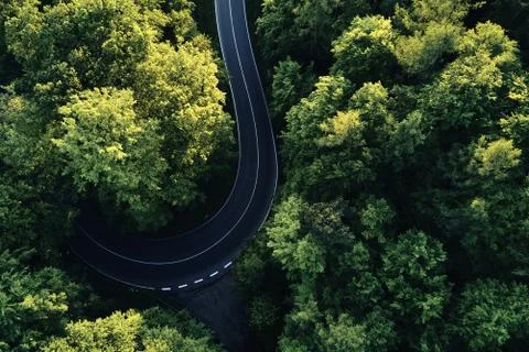 Street between large trees from top with drone aerial view, landscape Stock Photos