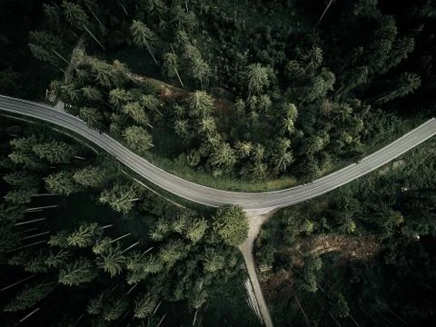 Street between large trees from top with drone aerial view, landscape, autumn Stock Photos