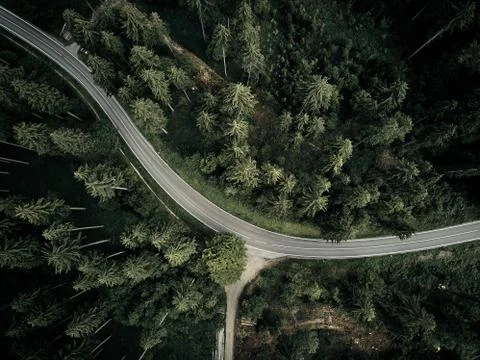 Street between large trees from top with drone aerial view, landscape, autumn Stock Photos