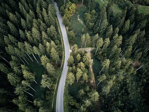 Street between large trees from top with drone aerial view, landscape, autumn Stock Photos