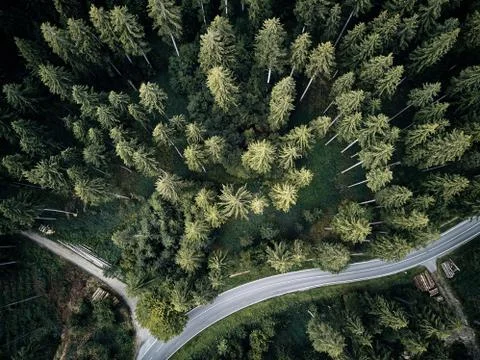 Street between large trees from top with drone aerial view, landscape, autumn Stock Photos