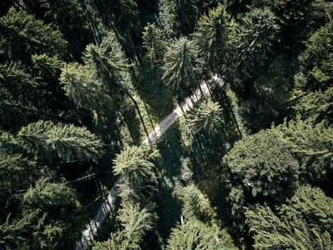 Street between large trees from top with drone aerial view, landscape, autumn Stock Photos