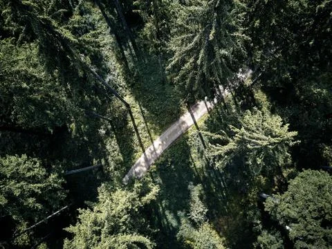 Street between large trees from top with drone aerial view, landscape, autumn Stock Photos