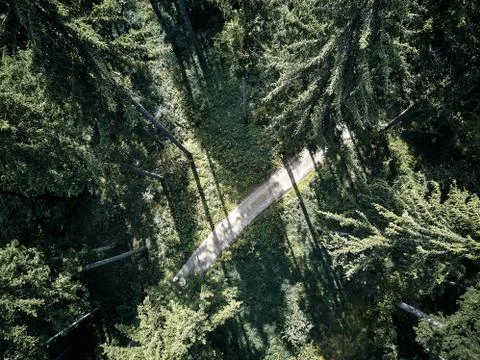 Street between large trees from top with drone aerial view, landscape, autumn Stock Photos
