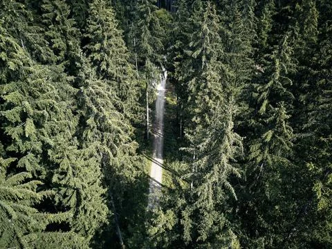 Street between large trees from top with drone aerial view, landscape, autumn Stock Photos