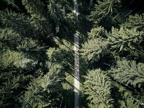 Street between large trees from top with drone aerial view, landscape, autumn Stock Photos