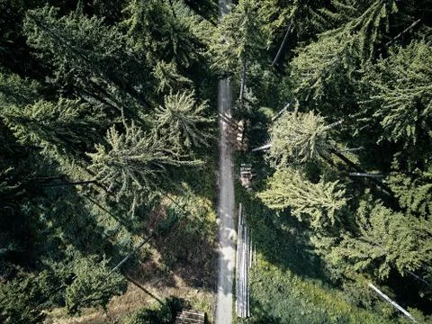 Street between large trees from top with drone aerial view, landscape, autumn Stock Photos