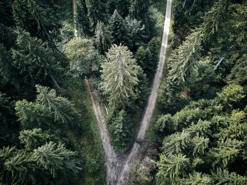 Street between large trees from top with drone aerial view, landscape, autumn Stock Photos
