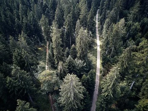 Street between large trees from top with drone aerial view, landscape, autumn Stock Photos