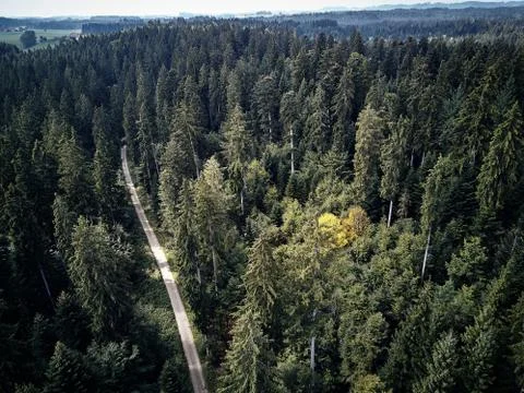 Street between large trees from top with drone aerial view, landscape, autumn Stock Photos