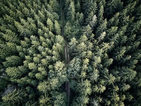 Street between large trees from top with drone aerial view, landscape, autumn Stock Photos