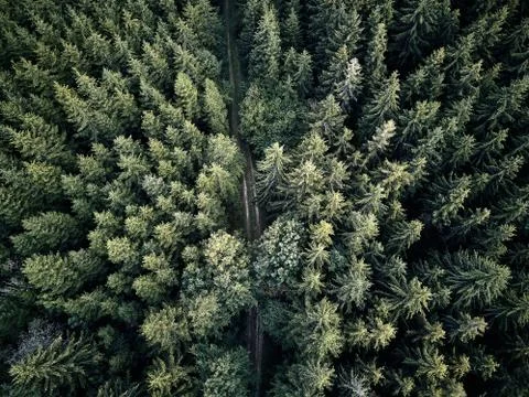 Street between large trees from top with drone aerial view, landscape, autumn Stock Photos