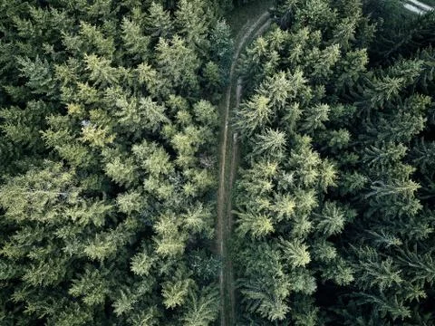 Street between large trees from top with drone aerial view, landscape, autumn Stock Photos