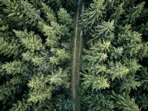 Street between large trees from top with drone aerial view, landscape, autumn Stock Photos