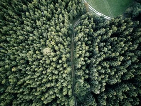 Street between large trees from top with drone aerial view, landscape, autumn Stock Photos