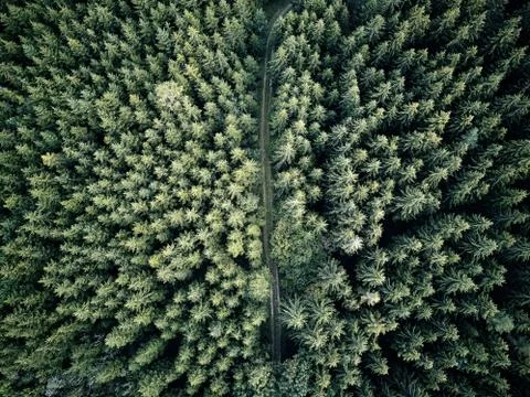 Street between large trees from top with drone aerial view, landscape, autumn Stock Photos
