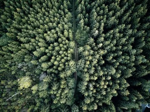 Street between large trees from top with drone aerial view, landscape, autumn Stock Photos