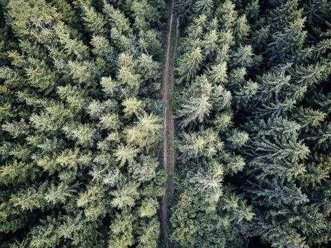 Street between large trees from top with drone aerial view, landscape, autumn Stock Photos