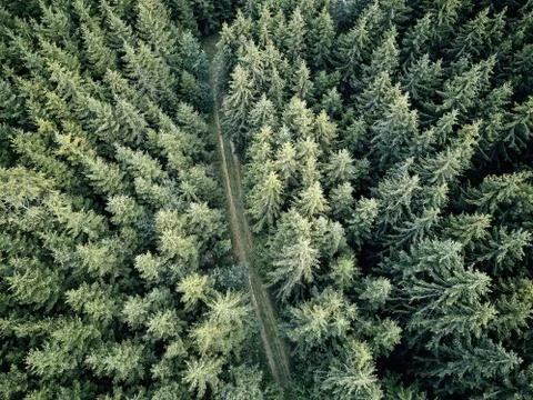 Street between large trees from top with drone aerial view, landscape, autumn Stock Photos