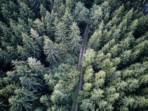 Street between large trees from top with drone aerial view, landscape, autumn Stock Photos