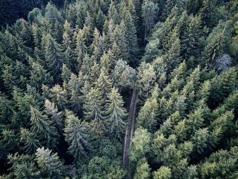 Street between large trees from top with drone aerial view, landscape, autumn Stock Photos