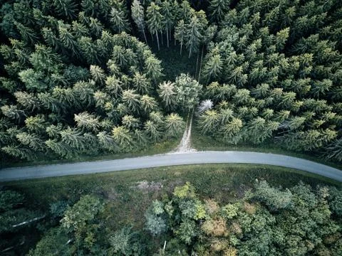 Street between large trees from top with drone aerial view, landscape, autumn Stock Photos