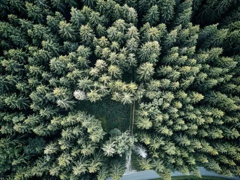 Street between large trees from top with drone aerial view, landscape, autumn Stock Photos