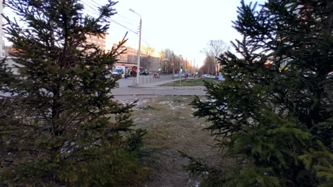 Street between two fir trees, light snow on the grass Stock Footage 220500482