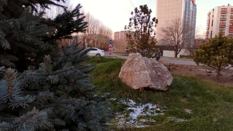 Street between two fir trees, light snow on the grass Stock Footage 220501741