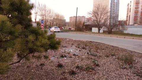 Street between two fir trees, light snow on the grass Stock Footage 220502212