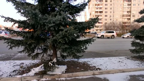 Street between two fir trees, light snow on the grass Stock Footage 220502262