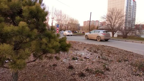 Street between two fir trees, light snow on the grass Stock Footage 220502399