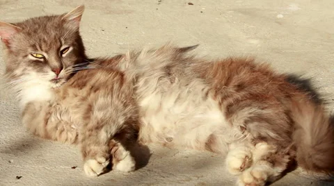 Street Cat Is Basked In Sun Stock Footage 40539092