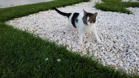 Street cat cleans himselfs Stock Footage 111940249