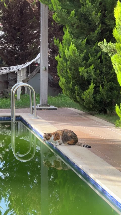 Street cat drinks from the pool. The problem of stray animals Stock Footage 261958596