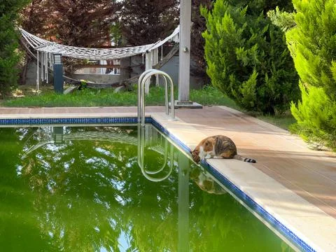 Street cat drinks from the pool. The problem of stray animals Stock Photos